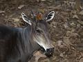 Duiker headshot-3